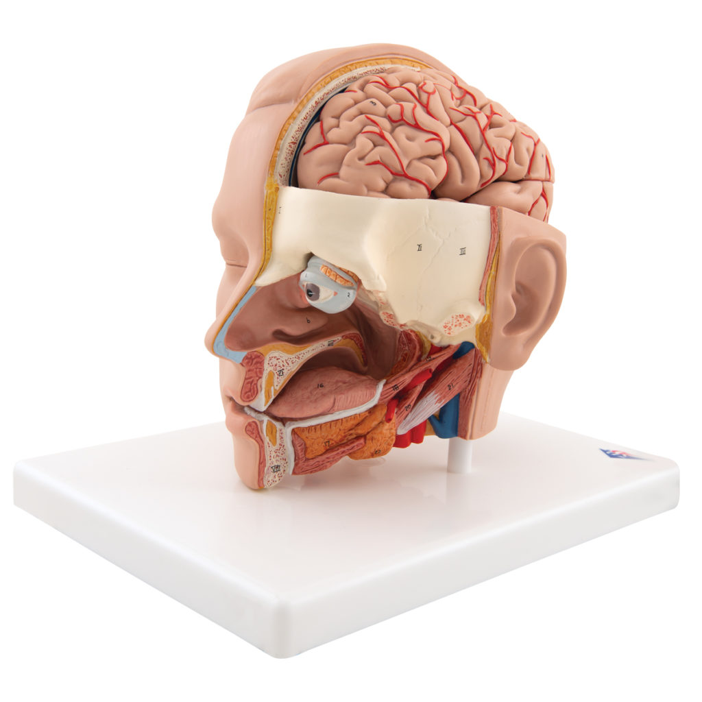 Basic Head Structure Model Head Model, 6-Part C09/1 - Anatomical Parts & Charts