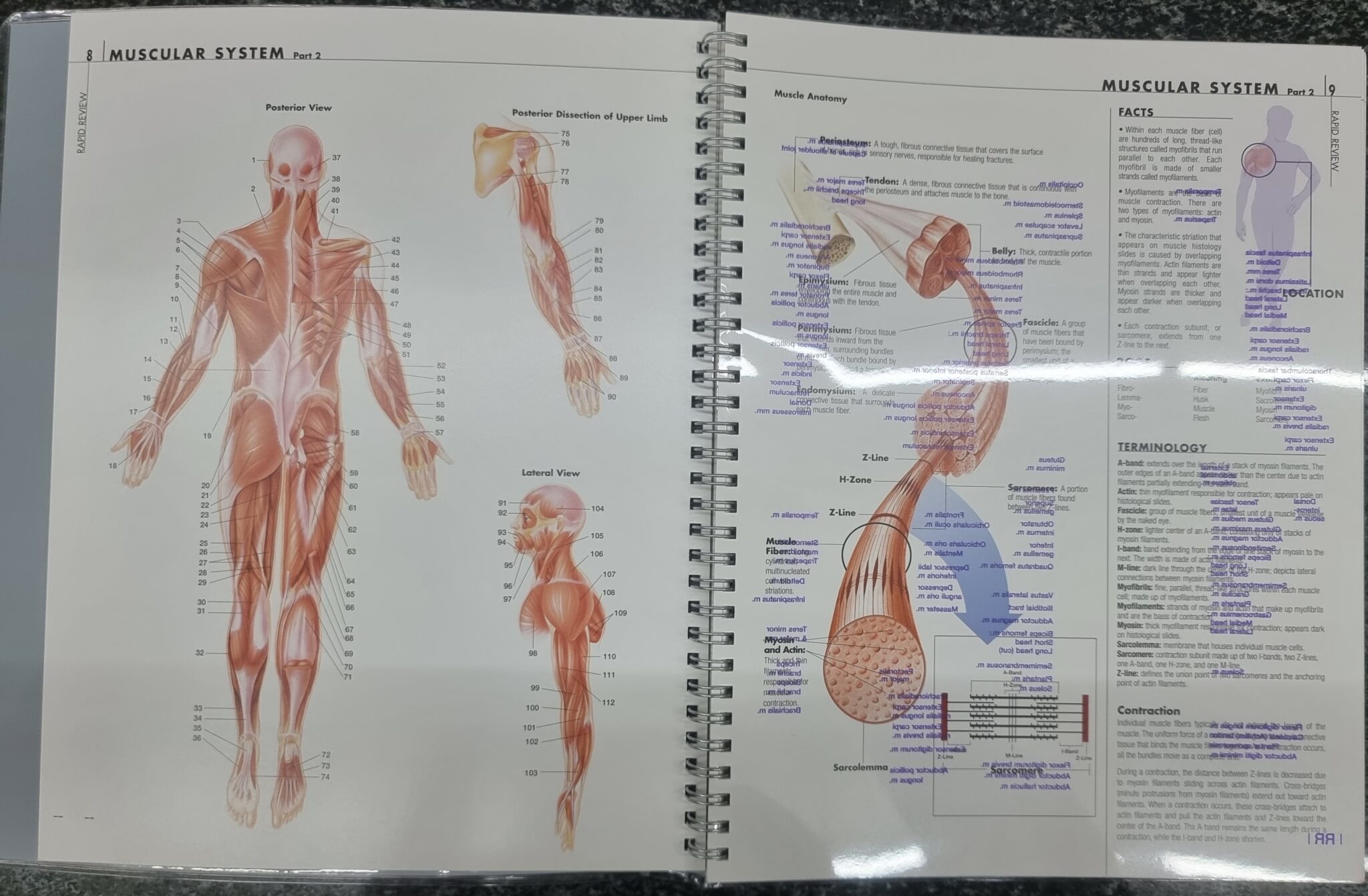 Rapid Review: Anatomy Reference Guide - Anatomical Parts & Charts